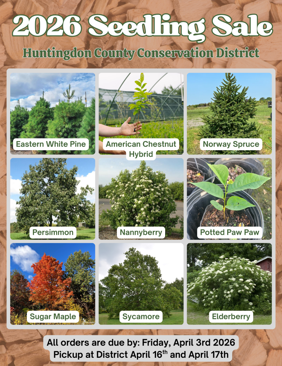 Tree Sale Advertisement